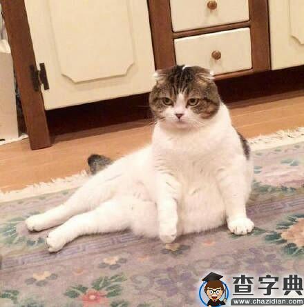 坐姿奇怪的猫