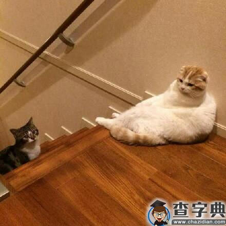 坐姿奇怪的猫